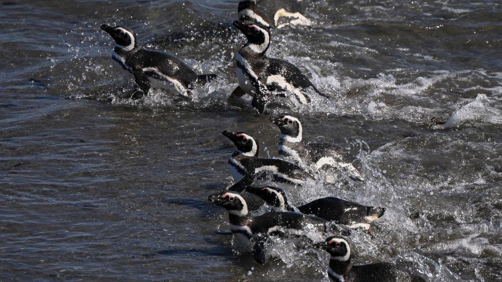 Magellanic penguins in the water.