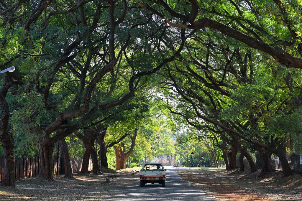 A car drives down a street that is sheltered by large and verdant trees.