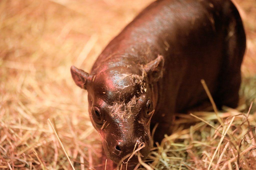 Haggis pygmy hippo