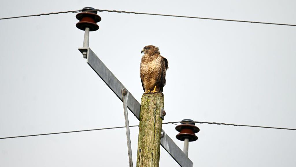 A buzzard is sitting on a pole at at Westhay Nature Reserve. The sky behind him is grey.