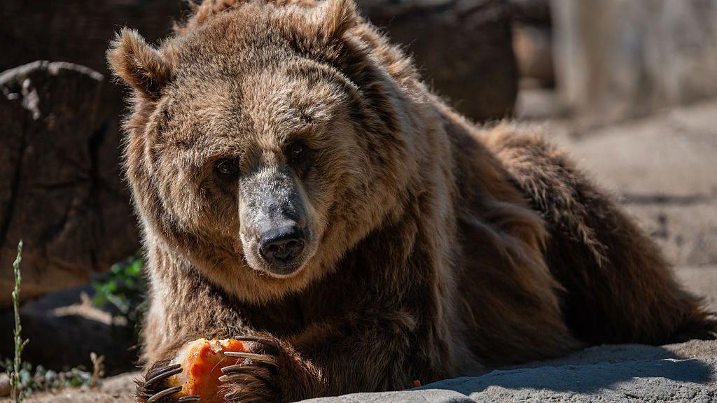 A large brown bear lies down whilst holding a block of vegetables in its paws