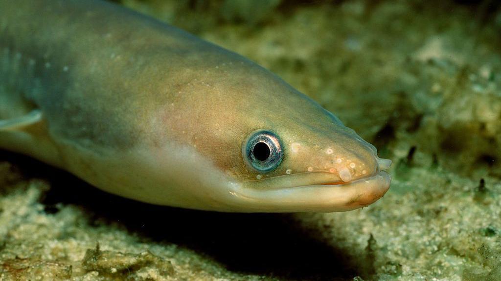 European eel underwater