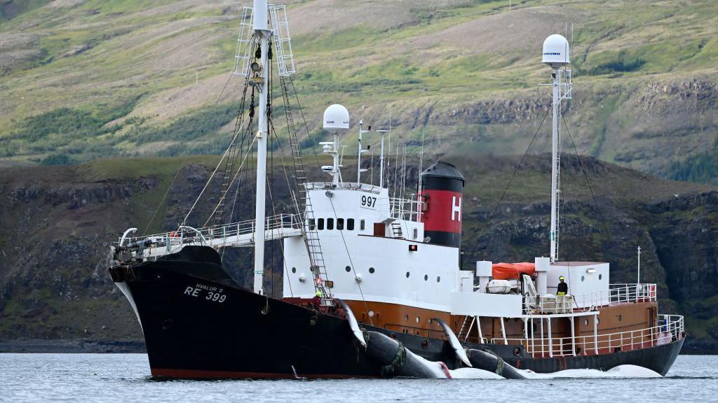 A whaling ship is seen dragging two Fin whales on Hvalfjordur fjord near a green landscape 