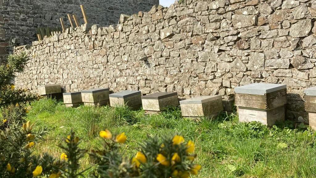 A row of eight wooden hive boxes placed next to a stone wall. The boxes sit among green grass. Yellow flowers can be seen in the foreground, which are growing on a bush.