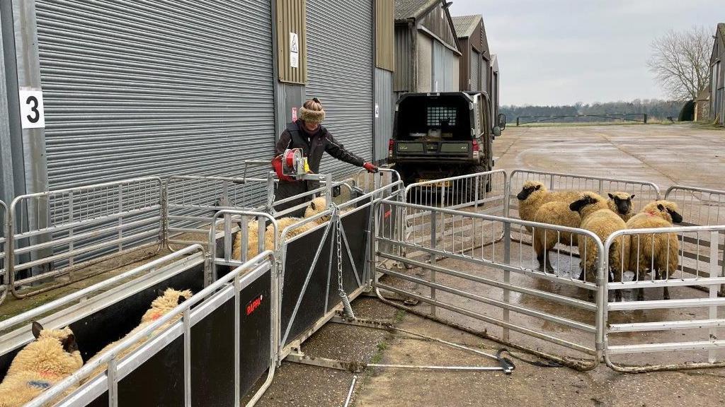 Hannah Murrell is tending to groups of sheep which are in pens and fences. She is wearing a coat and red gloves. 