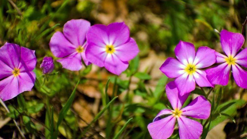 Phlox flowers.