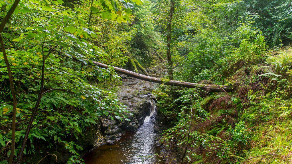 Trees in a woodland. There is a river running through the middle.