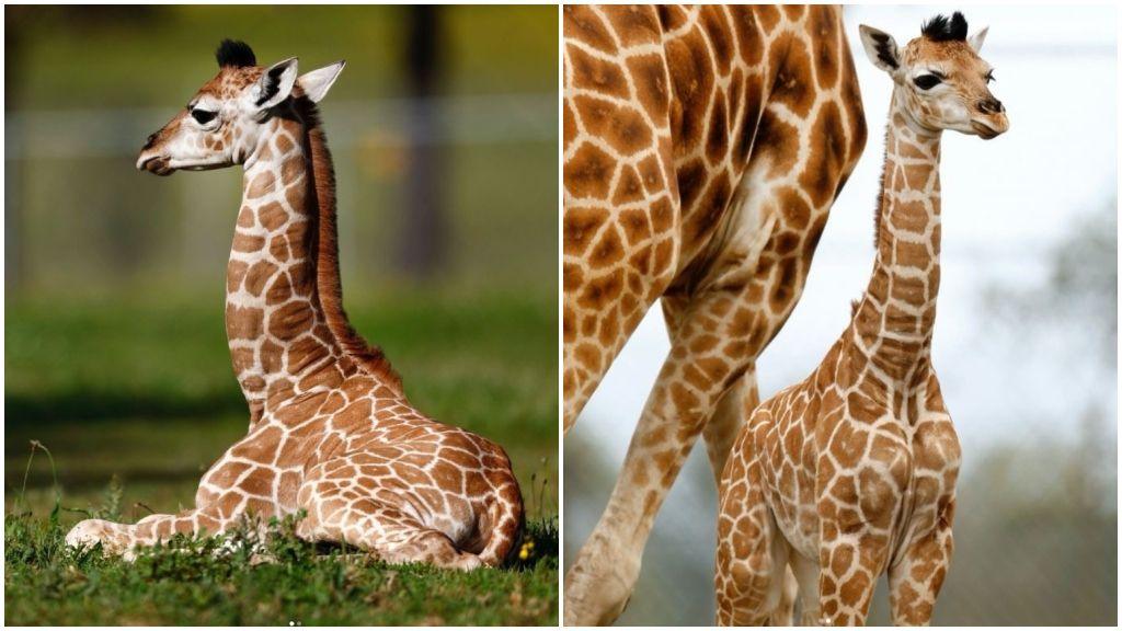 A giraffe seated on grass and a second giraffe standing next to an adult