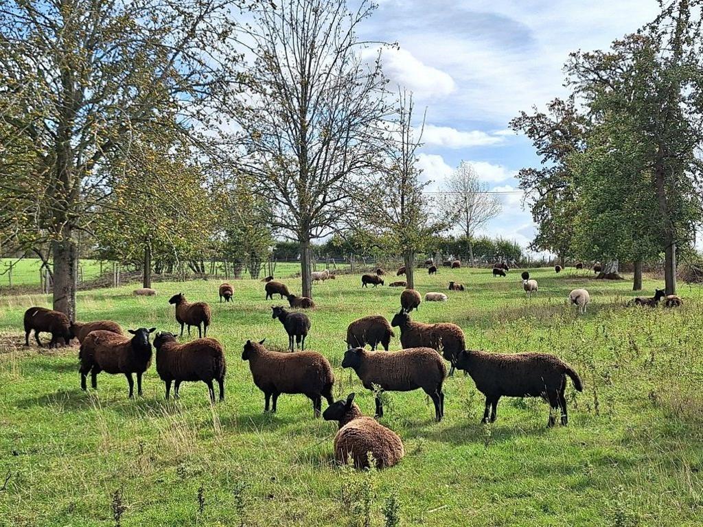 A group of more than a dozen dark coloured sheep look away to the left in a grassy field with some trees in the distance.