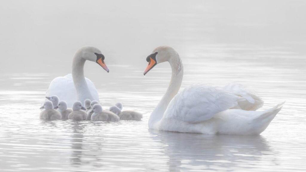 Two adult swans are pictured facing each other on a misty grey water surface. Nine small fluffy cygnets are gathered close together near to the swan on the left.