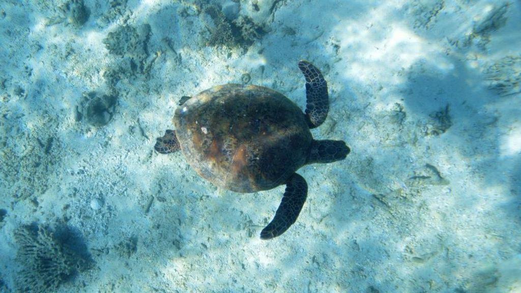 A sea turtle swimming in the sea, seen from above