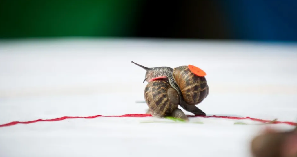 Snail climbing on top of another