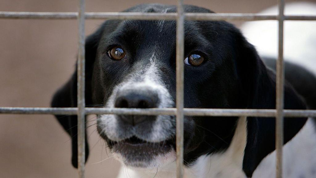 A close-up of a black and white dog's face behind bars