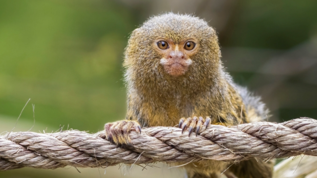 pygmy marmoset