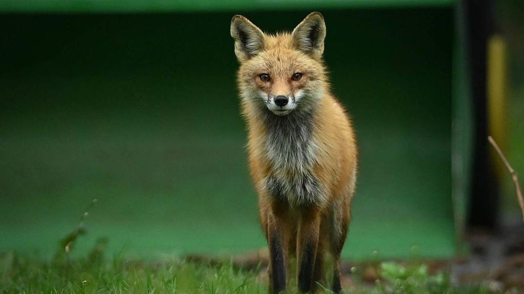 A red fox is standing on grass. It is looking at the camera.