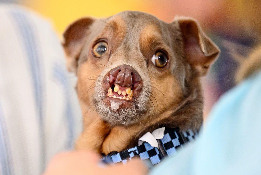 Otto, a Chihuahua mix with a severe double cleft lip and cleft palate looks directly at the camera. He is wearing a blue checked lead.