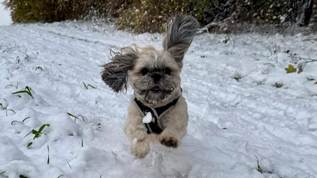 Dog in snow