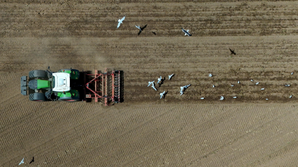A tractor ploughs a dried field, gulls follow in he wake of the vehicle