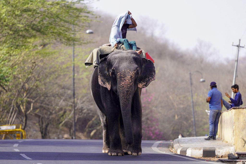 Man on elephant taking shelter