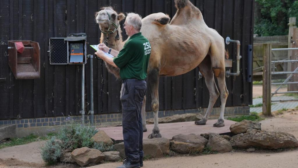 Camel keeper, Mick Tiley weights Neomie during the annual weigh-in at ZSL London Zoo