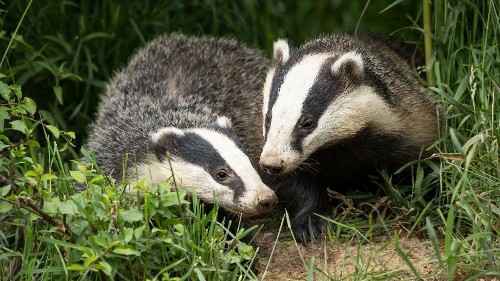 Two badgers, out in the day time in the grass.  