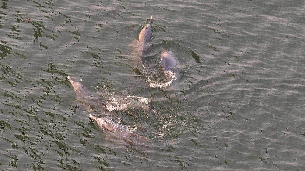 MUMBAI, INDIA - JANUARY 20: Dolphin spotted in Arabian Sea under Bandra Worli Sealink on January 20, 2019 in Mumbai, India. (Photo by Vijayanand Gupta/Hindustan Times)