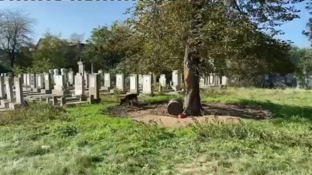 A graveyard with large grey headstones and a tree towards the front of the scene. There is an oil barrel on its side under it and a dog to the side.