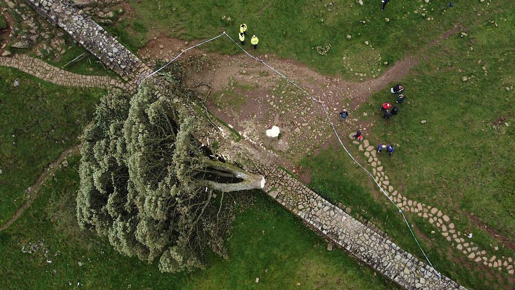 Sycamore Gap tree after it was cut down.