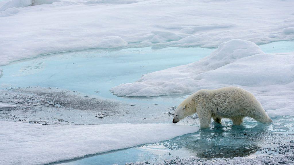 polar bear melting sea ice