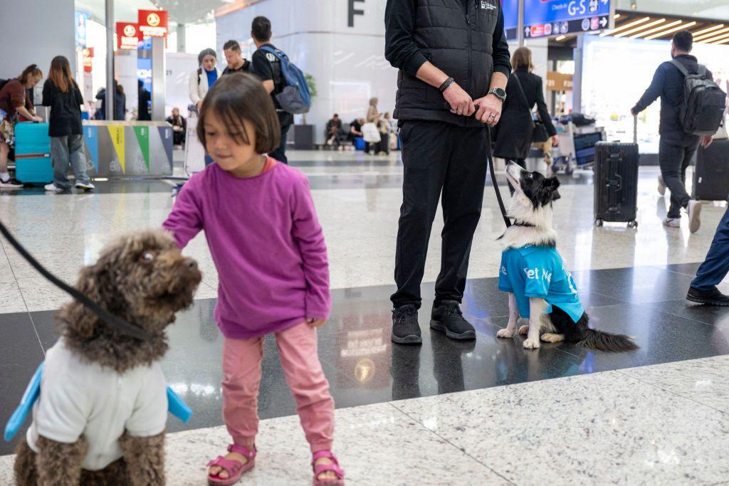 Therapy dogs and girl