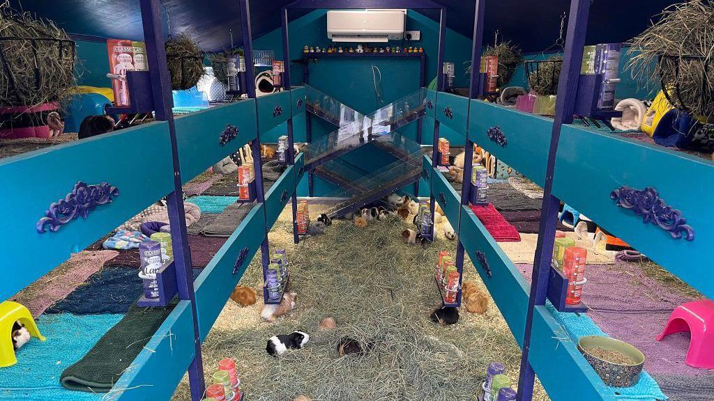 The enclosure is blue in colour, with hay all over the floor, as well as soft blankets. At the back, a ramp with a clear barrier lets the guinea pigs safely traverse the floors