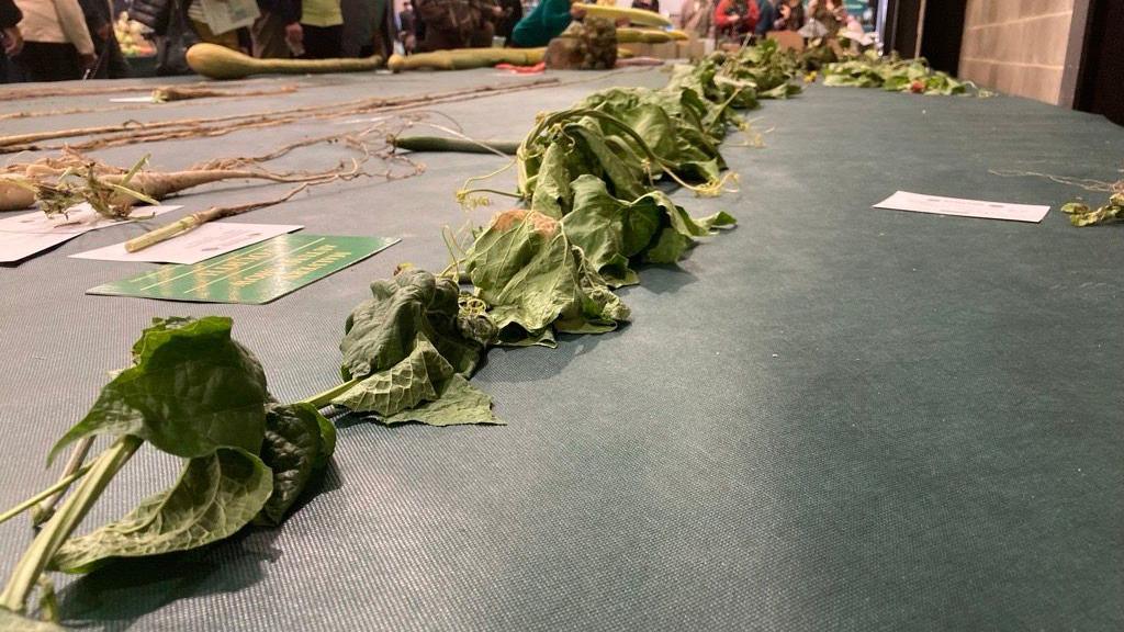 A green leafy plant trailing along the length of a table. There are other tall vegetables placed on the table too. The plant has thick, green leaves which look almost like cabbage leaves. 