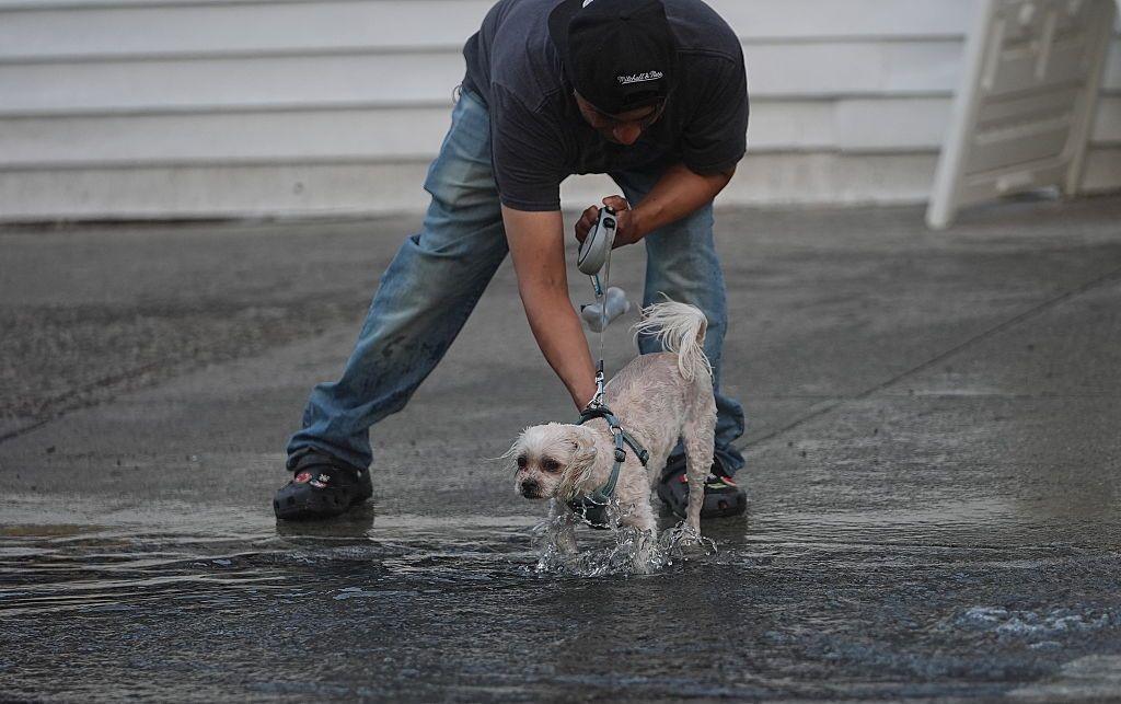 A man cools his pet dog with water during the hot weather.