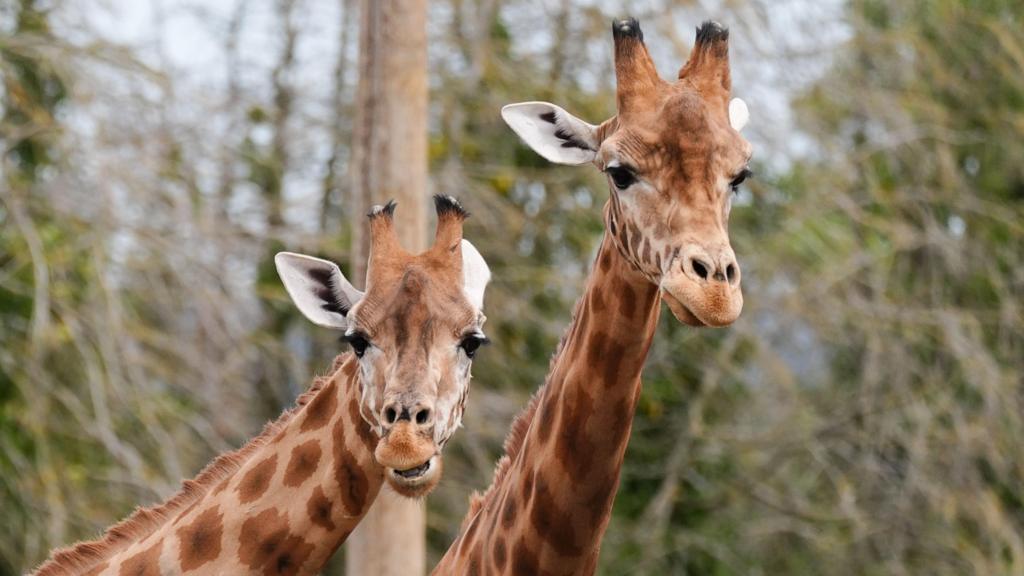 Brexit rules put strain on zoo's conservation work