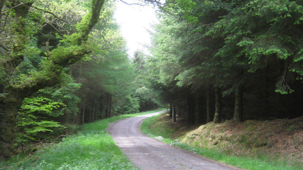 A walking path in Hamsterley Forest, surrounded by pines on each side.