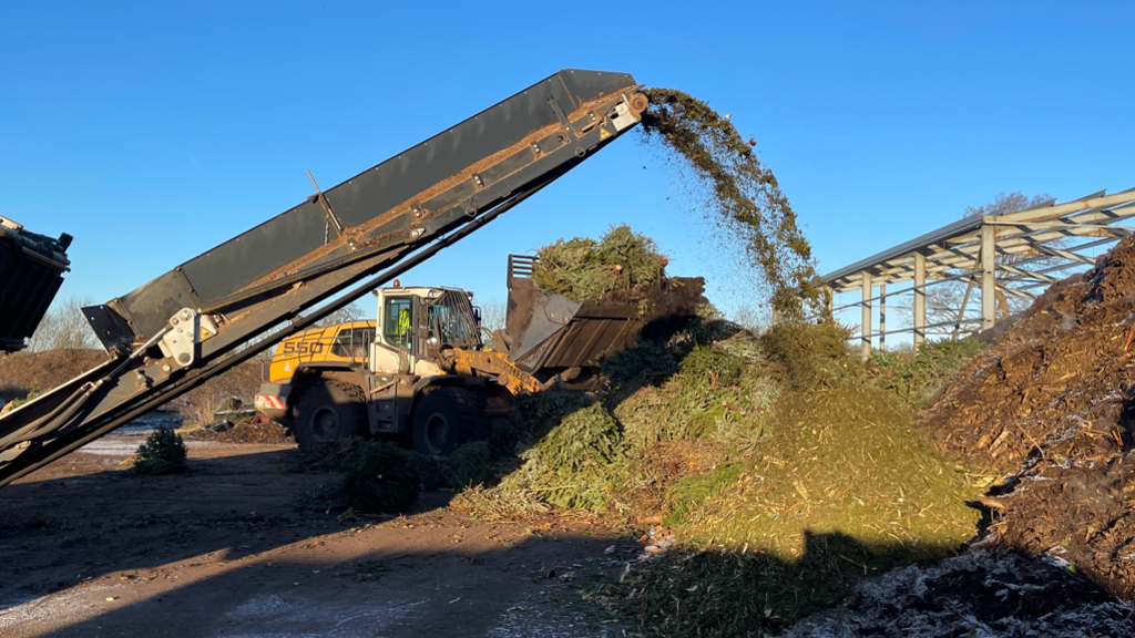 Christmas trees being shredded