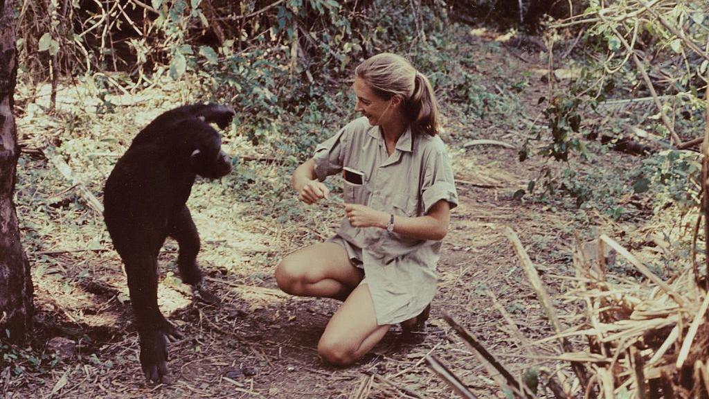 A still of Dame Jane observing a chimpanzee up close in a forest