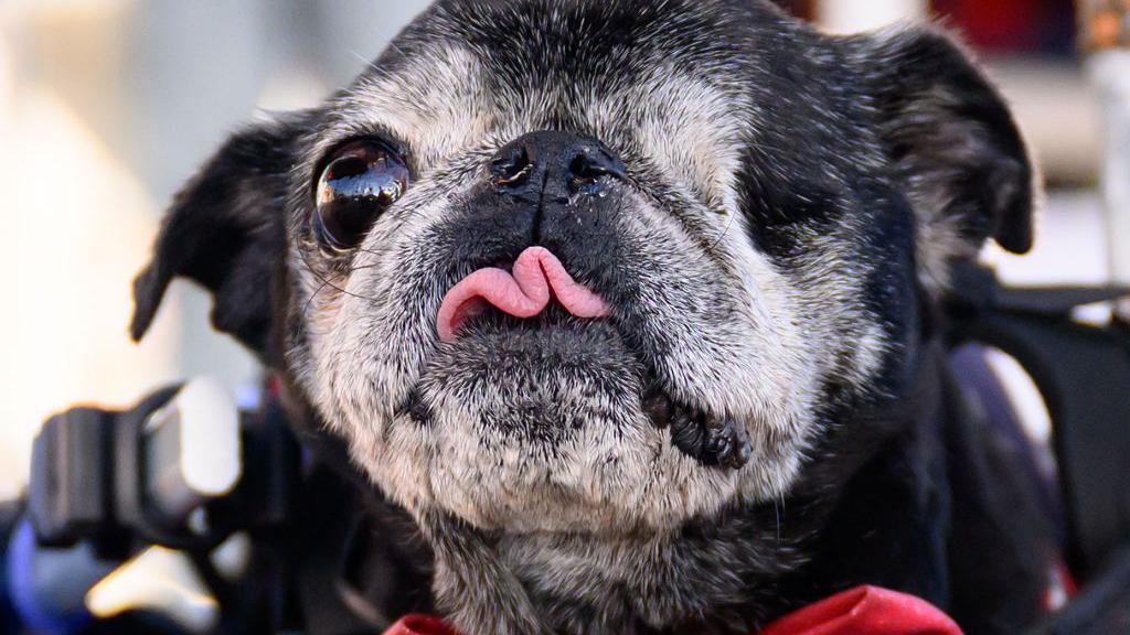 pug with wonky tongue