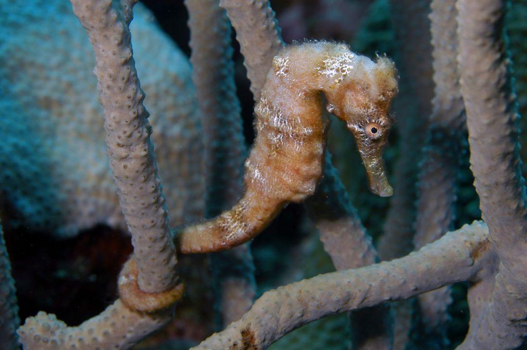 A seahorse in a reef.