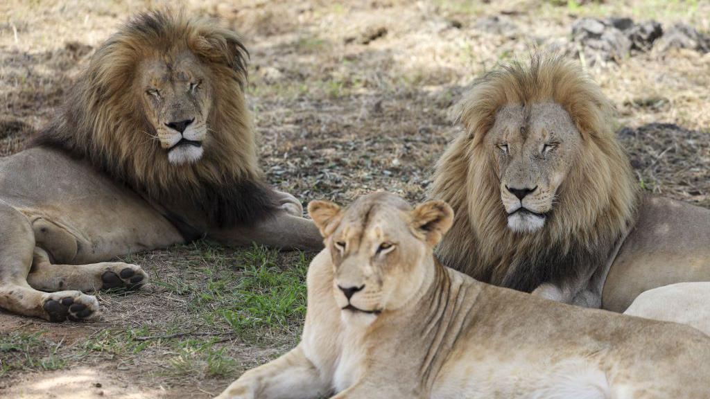 Three lions - two male, one female, lying down on dry grass in South Africa, Saturday 22 February 2025.