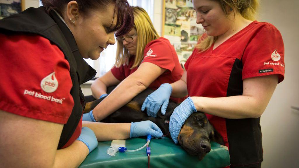 Three members of staff in red Pet Blood Bank T-shirts look after a dog