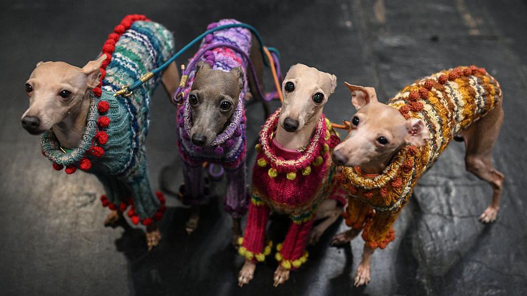 four Italian Greyhounds in woolly jumpers