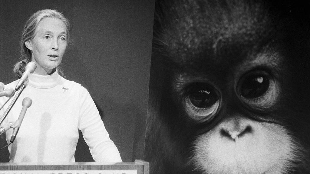 A black and white picture of Dr Goodall speaking at a lectern in front of a large picture of a baby chimpanzee's face