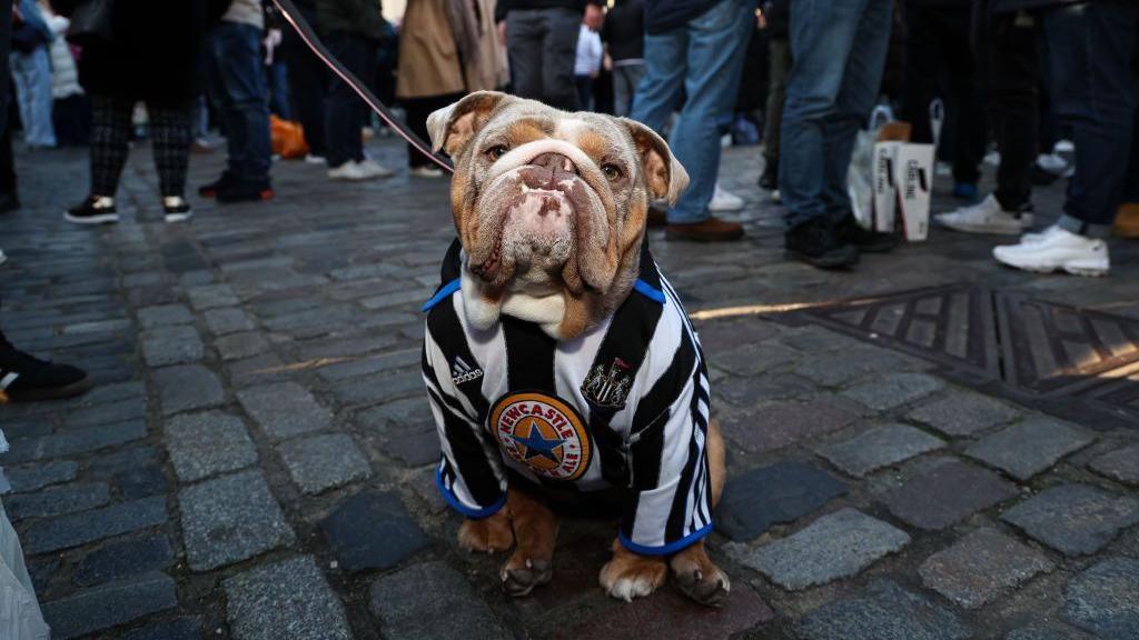 A bulldog wearing a Newcastle United shirt