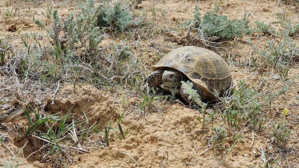 A tortoise walking across a sandy landscape.