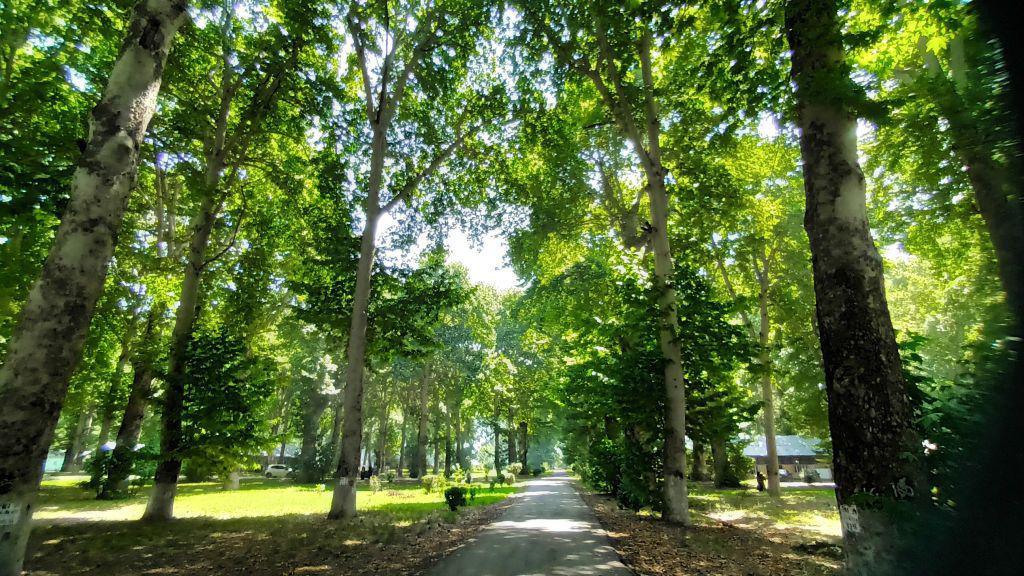 A view of chinar trees at Kashmir University campus on July 18, 2022 in Srinagar, India. (Photo by Waseem Andrabi/Hindustan Times via Getty Images)