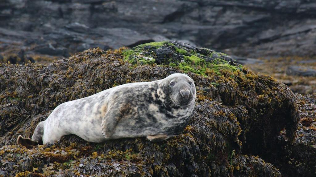 A grey seal with darker spots lying on a rock that is covered in seaweed.