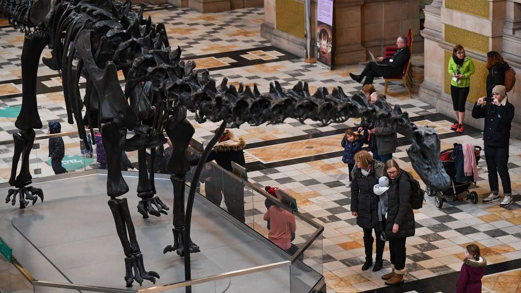 giant diplodocus fossil in a museum