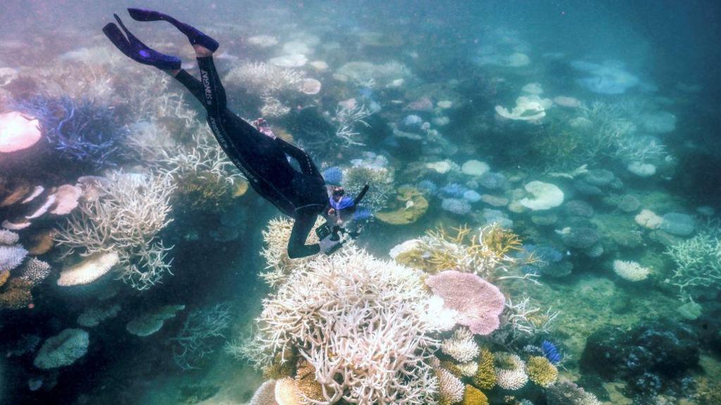 a snorkeler studies a coral reef around lizard island 