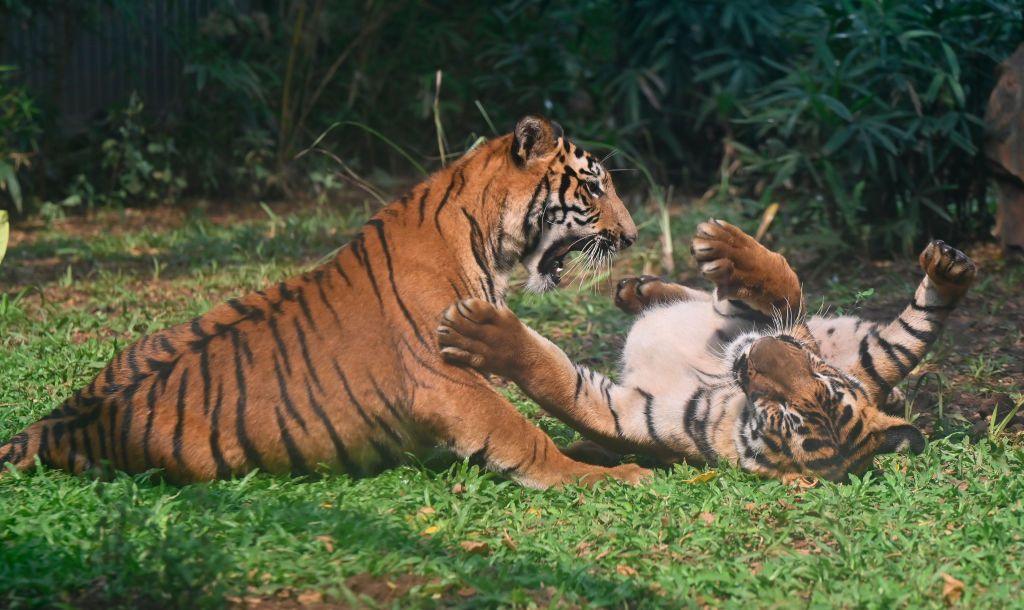  The Veermata Jijabai Bhosale Botanical Udyan and Zoo celebrates 1st birthday of tiger cubs Jay and Rudra, born to Shakti snd Karishma inside its premises at Byculla, on November 4, 2023 in Mumbai, India